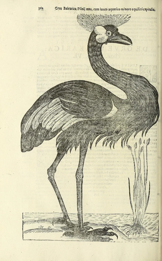 An illustration from Vlyssis Aldrovandi philosophi ac medici Bononiensis historiam naturalem in gymnasio Bononiensi profitentis, Ornithologiae, hoc est, De avibus historiae libri XII ... : cum indice septendecim linguarum copiosissimo, 1599, leaf 382