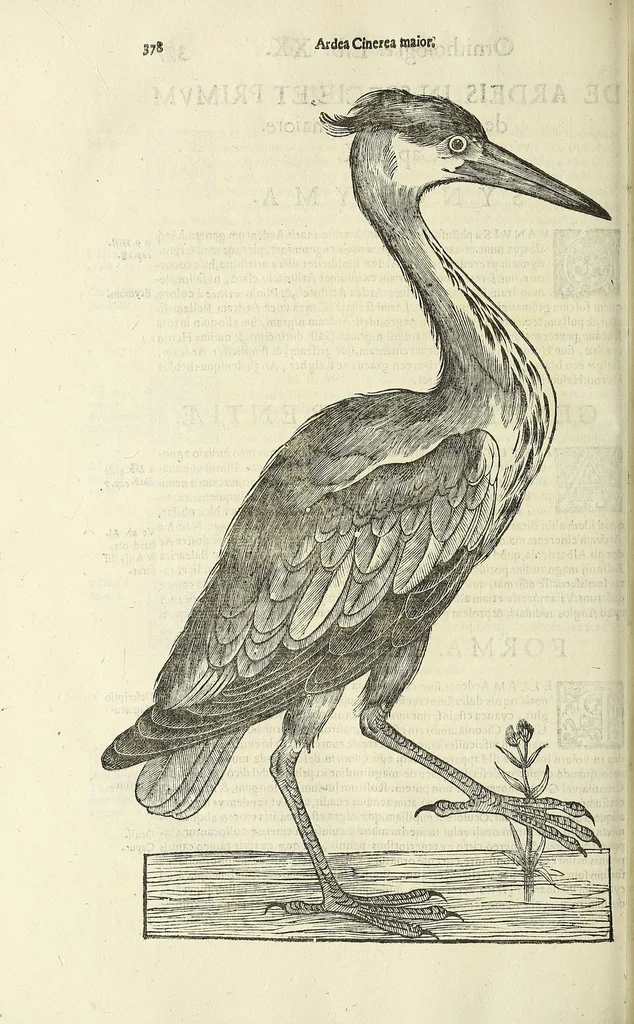 An illustration from Vlyssis Aldrovandi philosophi ac medici Bononiensis historiam naturalem in gymnasio Bononiensi profitentis, Ornithologiae, hoc est, De avibus historiae libri XII ... : cum indice septendecim linguarum copiosissimo, 1599, leaf 398