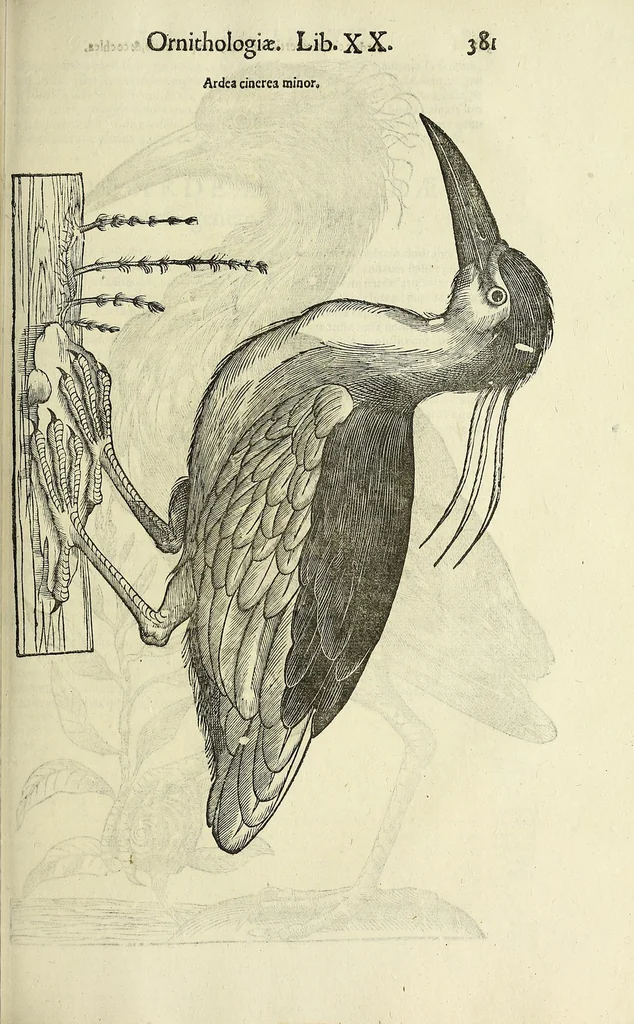 An illustration from Vlyssis Aldrovandi philosophi ac medici Bononiensis historiam naturalem in gymnasio Bononiensi profitentis, Ornithologiae, hoc est, De avibus historiae libri XII ... : cum indice septendecim linguarum copiosissimo, 1599, leaf 401