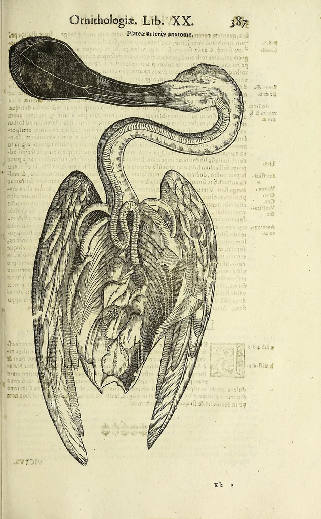 An illustration from Vlyssis Aldrovandi philosophi ac medici Bononiensis historiam naturalem in gymnasio Bononiensi profitentis, Ornithologiae, hoc est, De avibus historiae libri XII ... : cum indice septendecim linguarum copiosissimo, 1599, leaf 407