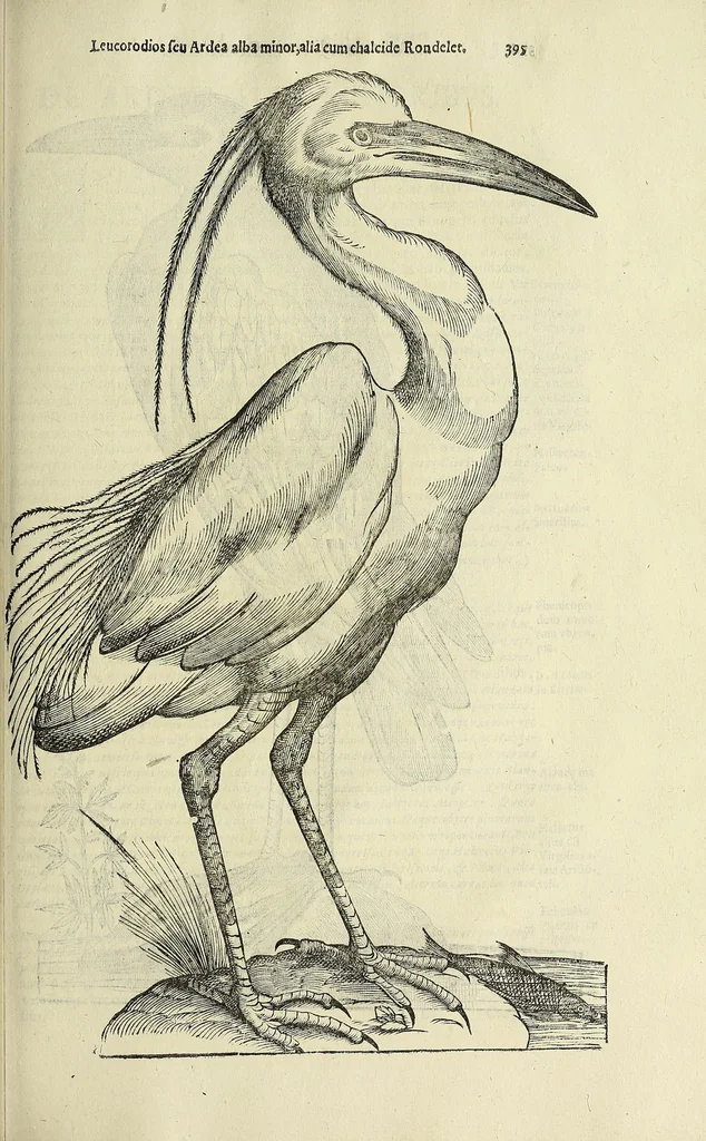 An illustration from Vlyssis Aldrovandi philosophi ac medici Bononiensis historiam naturalem in gymnasio Bononiensi profitentis, Ornithologiae, hoc est, De avibus historiae libri XII ... : cum indice septendecim linguarum copiosissimo, 1599, leaf 415