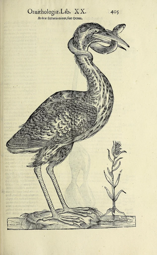 An illustration from Vlyssis Aldrovandi philosophi ac medici Bononiensis historiam naturalem in gymnasio Bononiensi profitentis, Ornithologiae, hoc est, De avibus historiae libri XII ... : cum indice septendecim linguarum copiosissimo, 1599, leaf 425