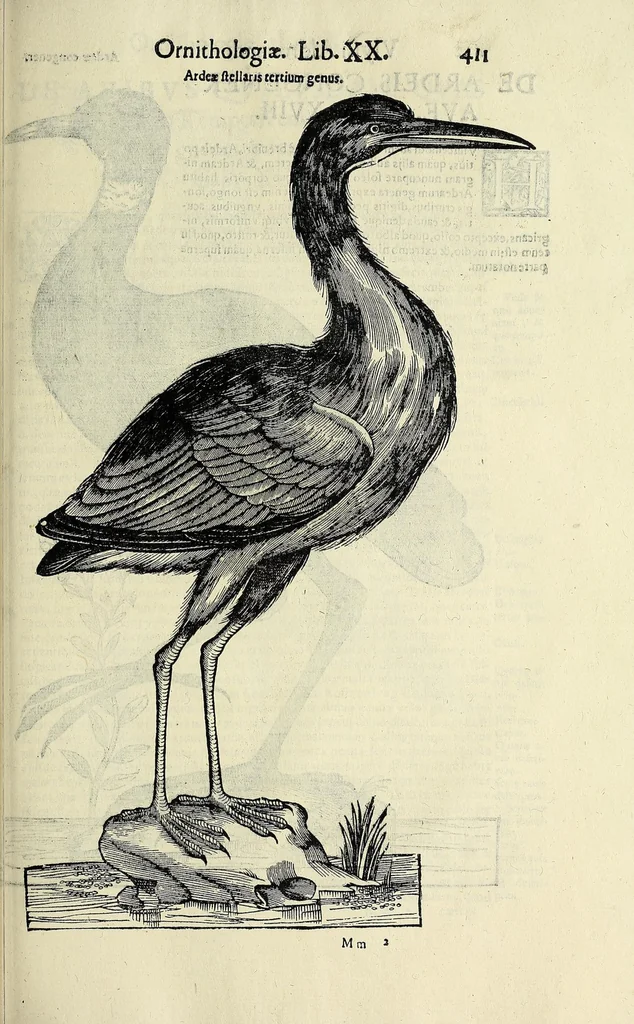 An illustration from Vlyssis Aldrovandi philosophi ac medici Bononiensis historiam naturalem in gymnasio Bononiensi profitentis, Ornithologiae, hoc est, De avibus historiae libri XII ... : cum indice septendecim linguarum copiosissimo, 1599, leaf 431