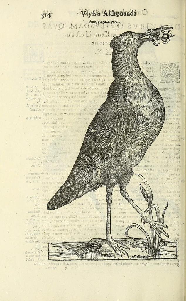 An illustration from Vlyssis Aldrovandi philosophi ac medici Bononiensis historiam naturalem in gymnasio Bononiensi profitentis, Ornithologiae, hoc est, De avibus historiae libri XII ... : cum indice septendecim linguarum copiosissimo, 1599, leaf 434