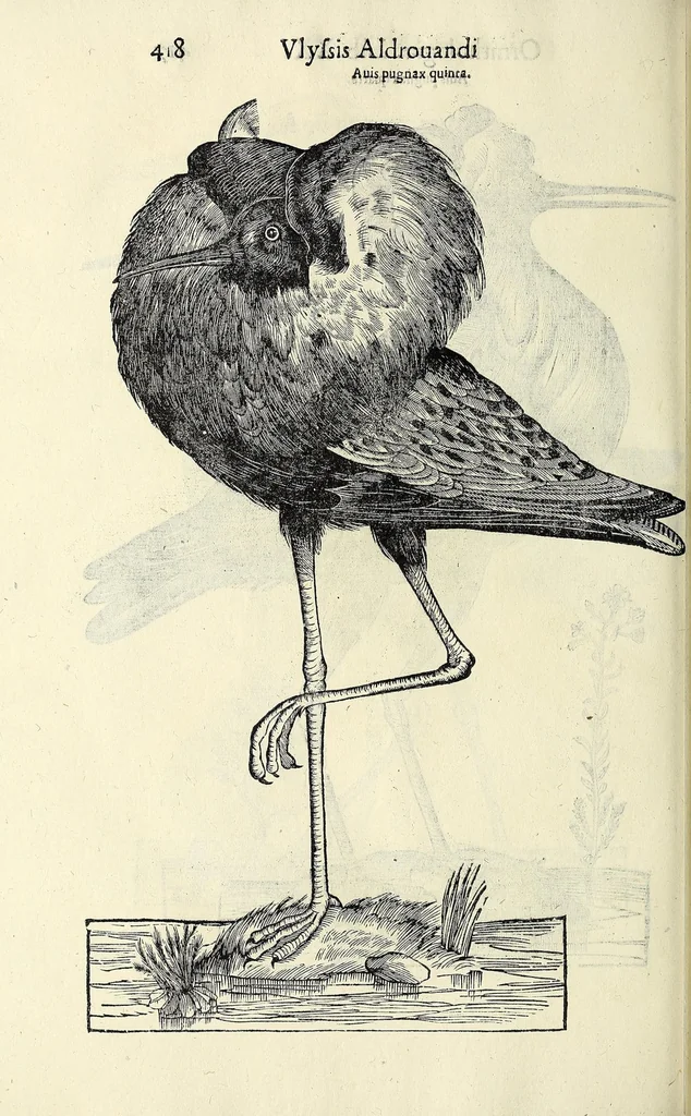 An illustration from Vlyssis Aldrovandi philosophi ac medici Bononiensis historiam naturalem in gymnasio Bononiensi profitentis, Ornithologiae, hoc est, De avibus historiae libri XII ... : cum indice septendecim linguarum copiosissimo, 1599, leaf 438