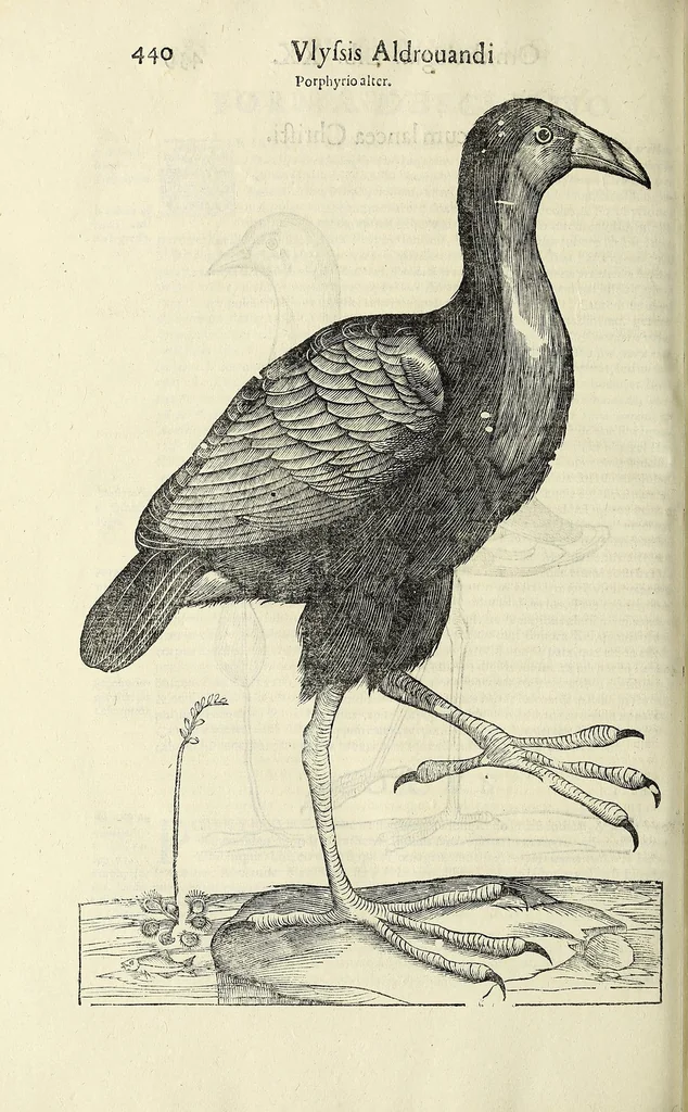 An illustration from Vlyssis Aldrovandi philosophi ac medici Bononiensis historiam naturalem in gymnasio Bononiensi profitentis, Ornithologiae, hoc est, De avibus historiae libri XII ... : cum indice septendecim linguarum copiosissimo, 1599, leaf 460