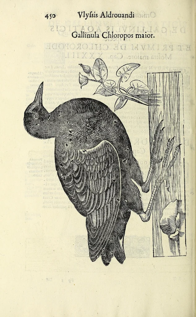 An illustration from Vlyssis Aldrovandi philosophi ac medici Bononiensis historiam naturalem in gymnasio Bononiensi profitentis, Ornithologiae, hoc est, De avibus historiae libri XII ... : cum indice septendecim linguarum copiosissimo, 1599, leaf 470
