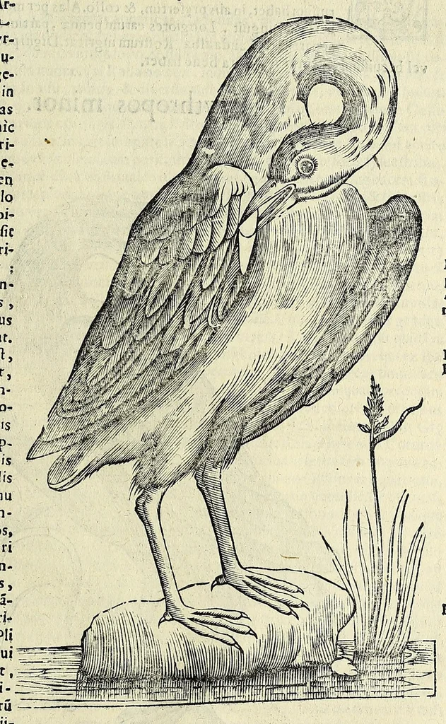 An illustration from Vlyssis Aldrovandi philosophi ac medici Bononiensis historiam naturalem in gymnasio Bononiensi profitentis, Ornithologiae, hoc est, De avibus historiae libri XII ... : cum indice septendecim linguarum copiosissimo, 1599, leaf 473