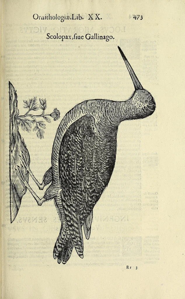 An illustration from Vlyssis Aldrovandi philosophi ac medici Bononiensis historiam naturalem in gymnasio Bononiensi profitentis, Ornithologiae, hoc est, De avibus historiae libri XII ... : cum indice septendecim linguarum copiosissimo, 1599, leaf 493