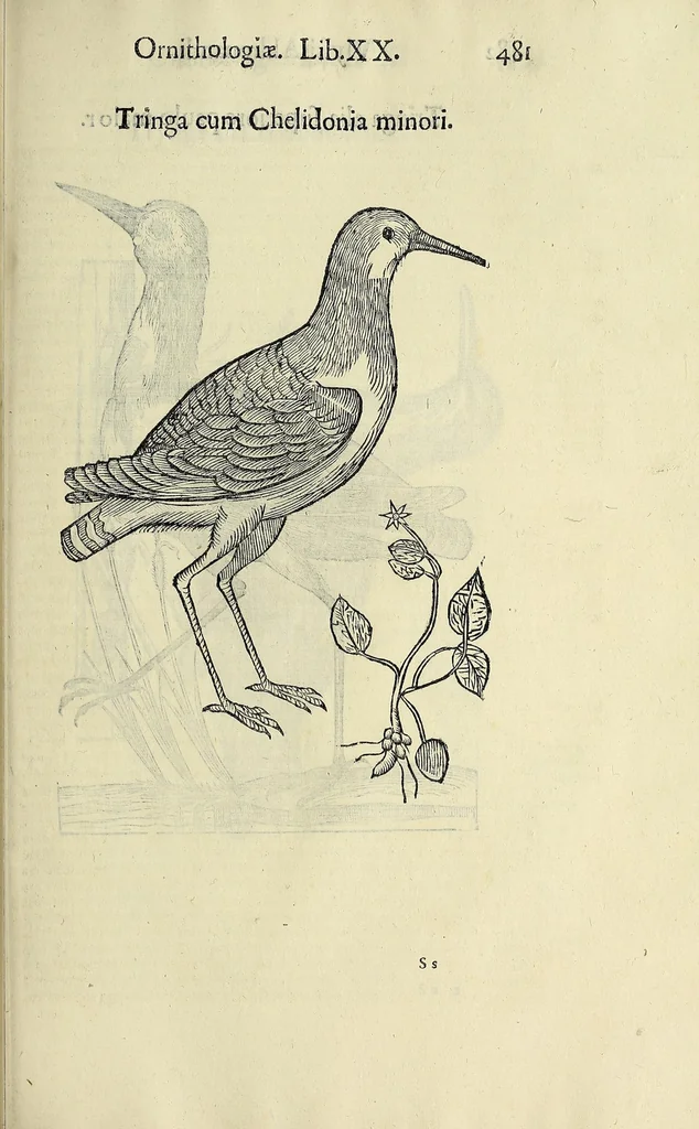 An illustration from Vlyssis Aldrovandi philosophi ac medici Bononiensis historiam naturalem in gymnasio Bononiensi profitentis, Ornithologiae, hoc est, De avibus historiae libri XII ... : cum indice septendecim linguarum copiosissimo, 1599, leaf 501
