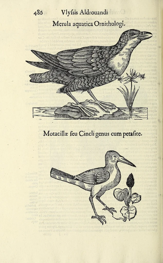 An illustration from Vlyssis Aldrovandi philosophi ac medici Bononiensis historiam naturalem in gymnasio Bononiensi profitentis, Ornithologiae, hoc est, De avibus historiae libri XII ... : cum indice septendecim linguarum copiosissimo, 1599, leaf 506