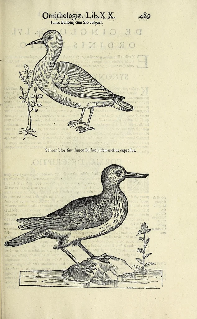 An illustration from Vlyssis Aldrovandi philosophi ac medici Bononiensis historiam naturalem in gymnasio Bononiensi profitentis, Ornithologiae, hoc est, De avibus historiae libri XII ... : cum indice septendecim linguarum copiosissimo, 1599, leaf 509
