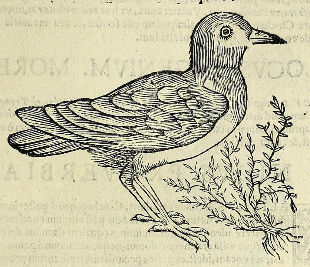 An illustration from Vlyssis Aldrovandi philosophi ac medici Bononiensis historiam naturalem in gymnasio Bononiensi profitentis, Ornithologiae, hoc est, De avibus historiae libri XII ... : cum indice septendecim linguarum copiosissimo, 1599, leaf 513
