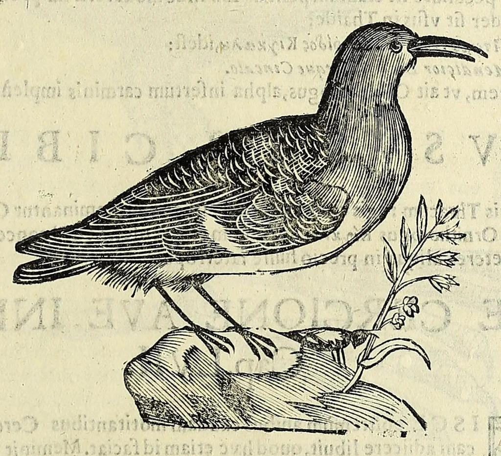 An illustration from Vlyssis Aldrovandi philosophi ac medici Bononiensis historiam naturalem in gymnasio Bononiensi profitentis, Ornithologiae, hoc est, De avibus historiae libri XII ... : cum indice septendecim linguarum copiosissimo, 1599, leaf 513