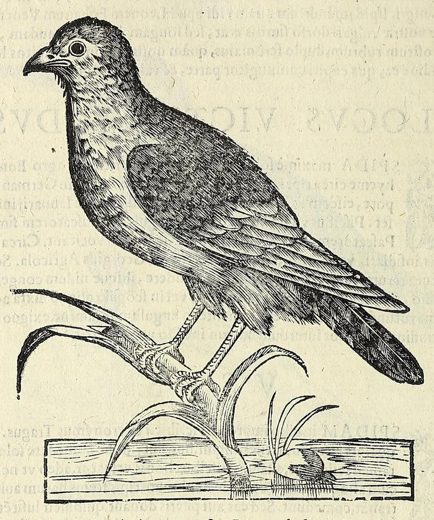 An illustration from Vlyssis Aldrovandi philosophi ac medici Bononiensis historiam naturalem in gymnasio Bononiensi profitentis, Ornithologiae, hoc est, De avibus historiae libri XII ... : cum indice septendecim linguarum copiosissimo, 1599, leaf 542