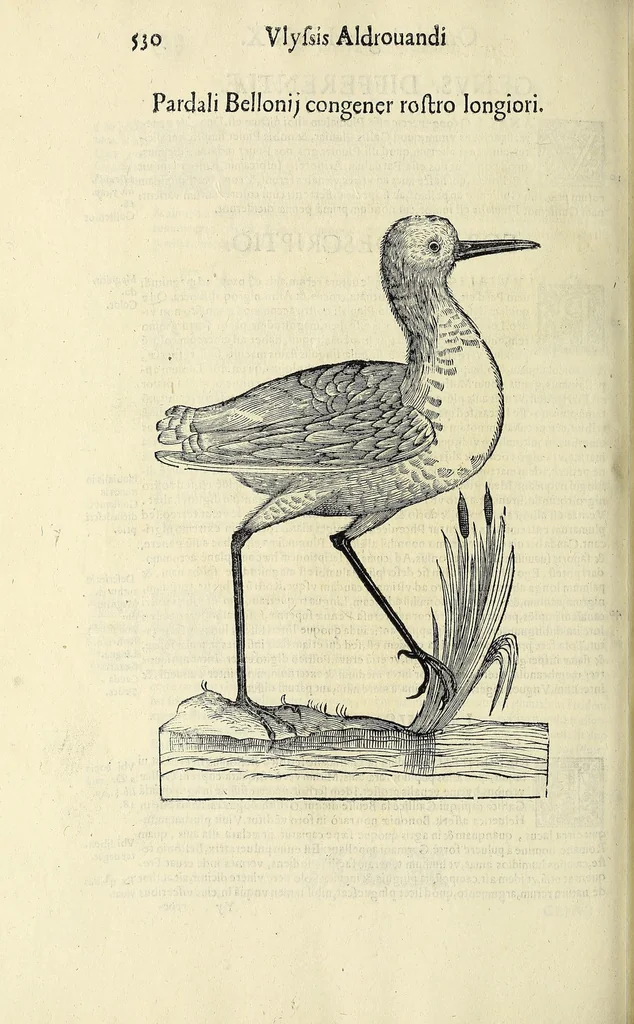 An illustration from Vlyssis Aldrovandi philosophi ac medici Bononiensis historiam naturalem in gymnasio Bononiensi profitentis, Ornithologiae, hoc est, De avibus historiae libri XII ... : cum indice septendecim linguarum copiosissimo, 1599, leaf 550