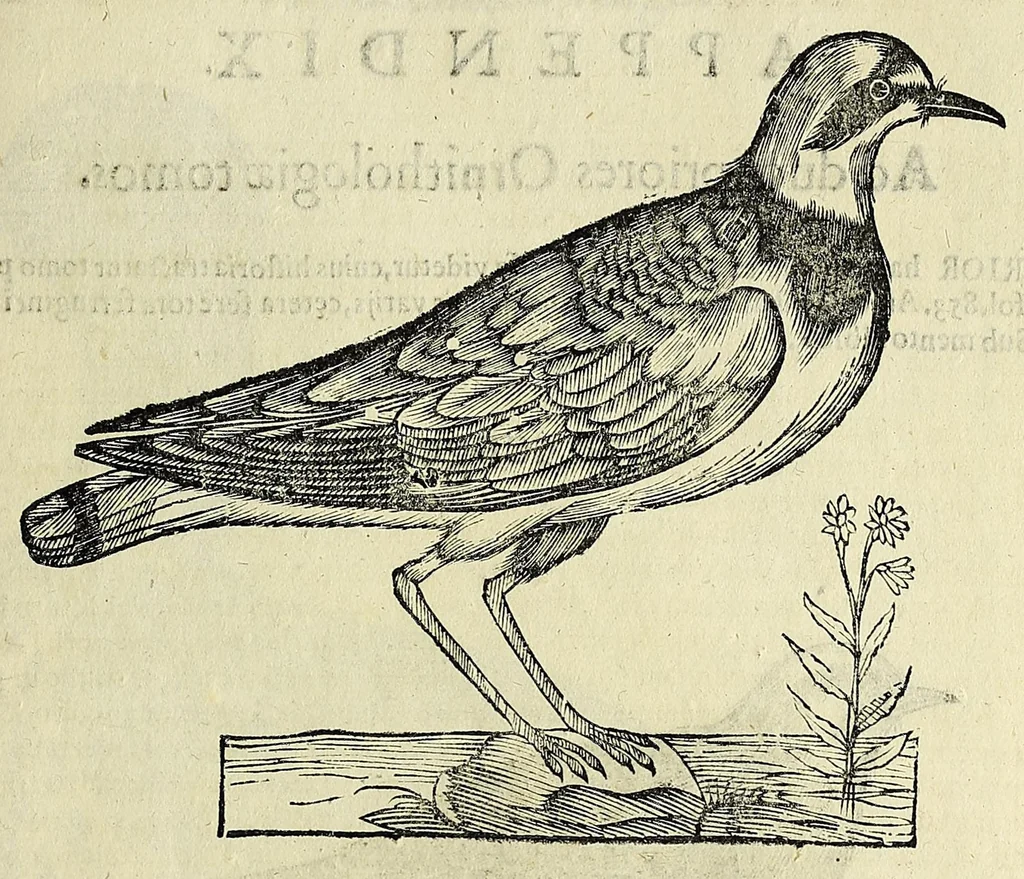 An illustration from Vlyssis Aldrovandi philosophi ac medici Bononiensis historiam naturalem in gymnasio Bononiensi profitentis, Ornithologiae, hoc est, De avibus historiae libri XII ... : cum indice septendecim linguarum copiosissimo, 1599, leaf 557