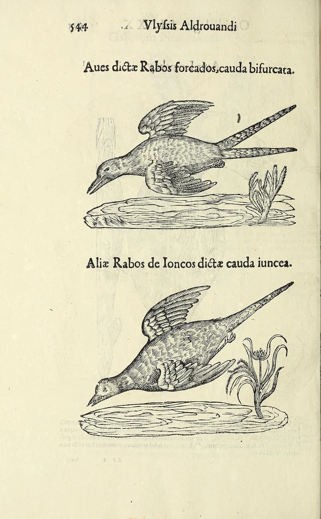 An illustration from Vlyssis Aldrovandi philosophi ac medici Bononiensis historiam naturalem in gymnasio Bononiensi profitentis, Ornithologiae, hoc est, De avibus historiae libri XII ... : cum indice septendecim linguarum copiosissimo, 1599, leaf 564