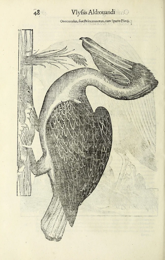 An illustration from Vlyssis Aldrovandi philosophi ac medici Bononiensis historiam naturalem in gymnasio Bononiensi profitentis, Ornithologiae, hoc est, De avibus historiae libri XII ... : cum indice septendecim linguarum copiosissimo, 1599, leaf 68