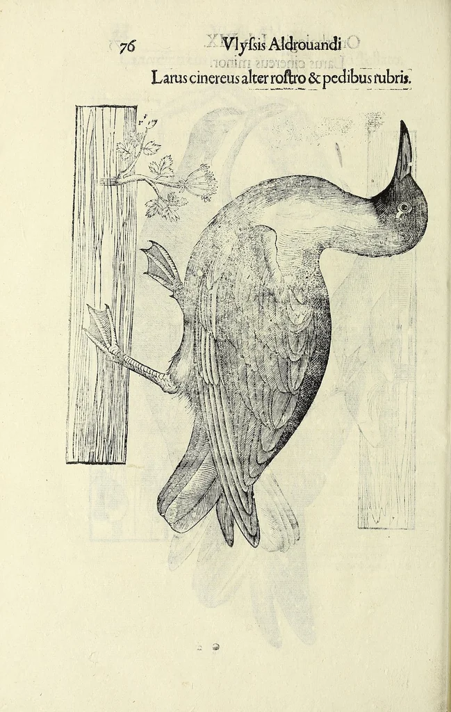 An illustration from Vlyssis Aldrovandi philosophi ac medici Bononiensis historiam naturalem in gymnasio Bononiensi profitentis, Ornithologiae, hoc est, De avibus historiae libri XII ... : cum indice septendecim linguarum copiosissimo, 1599, leaf 96