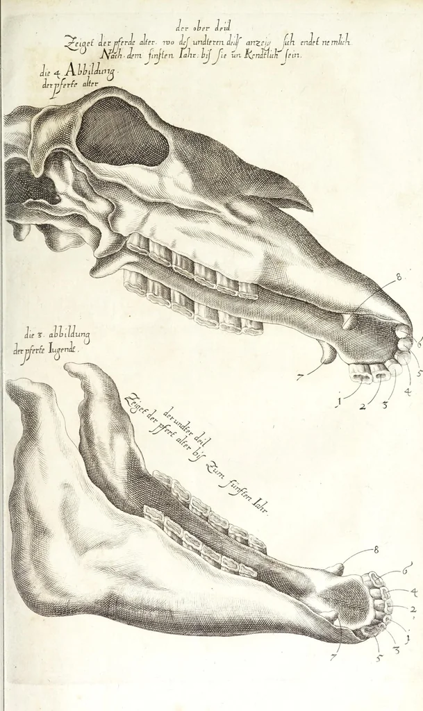 An illustration from Vollkommener ergäntzter Pferdt-Schatz : ausz reiffer Erwegung der Natur, Vernunfft und offtmahligen Erfahrung entstanden ... : Alles in Gestalt einer ausführlichen leicht verständlichen und begreifflichen Theoria und auff dieselbe gegründete Praxis verfasset .., 1664, leaf 145