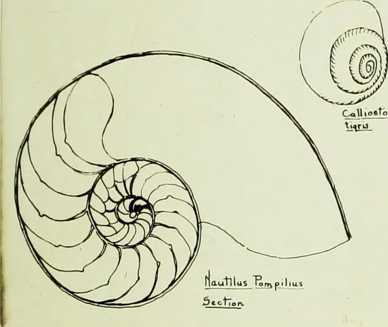 An illustration from The volute in architecture and architectural decoration with particular reference to its introduction into the Ionic order, 1918, leaf 36