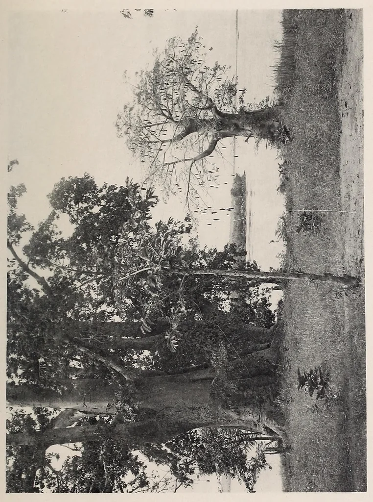 An illustration from Vom Kongo zum Ubangi; meine zweite Reise in Mittelafrika, 1910, leaf 133