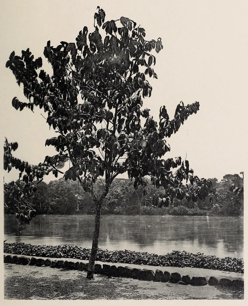 An illustration from Vom Kongo zum Ubangi; meine zweite Reise in Mittelafrika, 1910, leaf 149