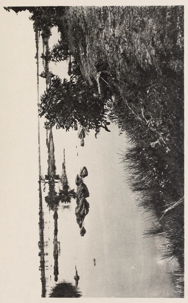 An illustration from Vom Kongo zum Ubangi; meine zweite Reise in Mittelafrika, 1910, leaf 263