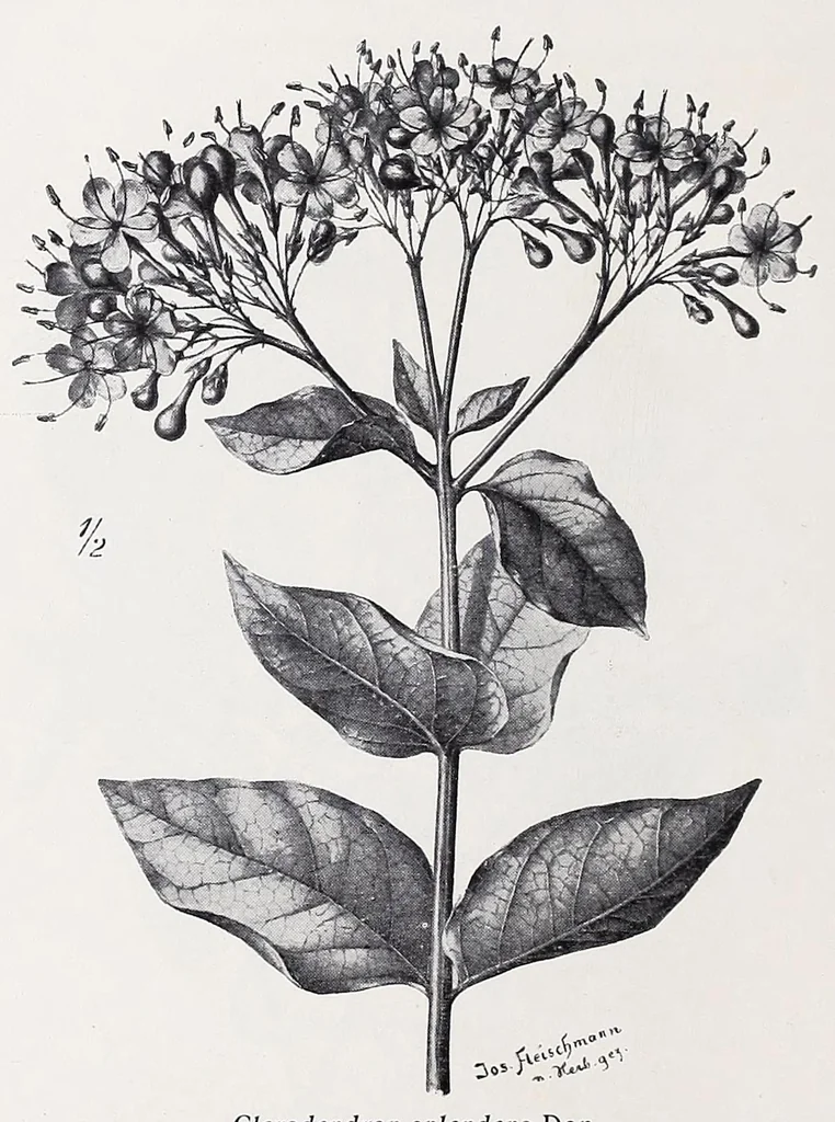 An illustration from Vom Kongo zum Ubangi; meine zweite Reise in Mittelafrika, 1910, leaf 56