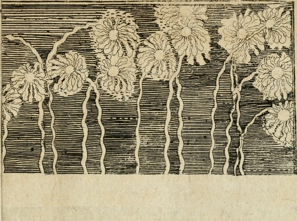 An illustration from Von Himmeln entzündete und, durch allgemeinen Zuruff der Erde, sich himmelwerts erschwingende Frolockungs-Flammen zu höchstfeyerlichster Begängnüss dess hochzeitlichen Beylagers, bey der allerdurchleuchtigsten Majestäten Leopoldi I. Römischen Kaysers ... und Margaritae geborner Infantin von Hispanien ... : vollzogen am Fest der Empfängnüss Mariae den 8. Decemb. st. n. 1666 dess Abends, nächst vor der Kayserl. Burg, ausserhalb der Statt Wien, an dem Graben, und der neben selbigem Thor, daran gelegnen Pastey : auffs deutlichste beschrieben, und mit unterschiedlichen zum Werck dienenden Kupfferstücken gezieret und gedruckt, 1667, leaf 24