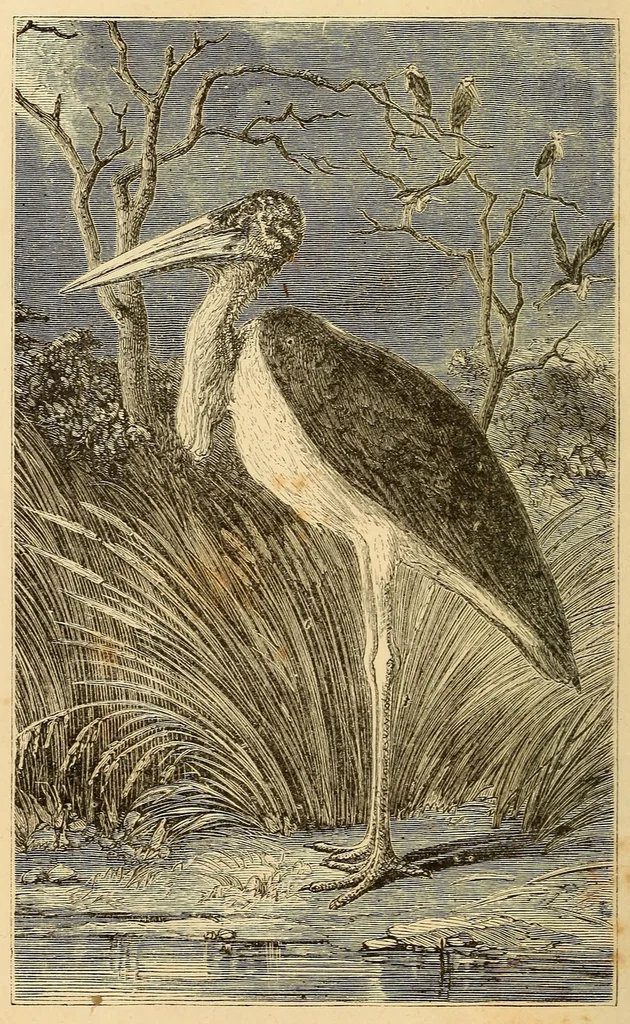 An illustration from Voyage dans le Sud-ouest de l'Afrique; ou, Récits d'explorations faites en 1861 et 1862 depuis la baie Valsich jusqu'aux chutes Victoria, 1880, leaf 12