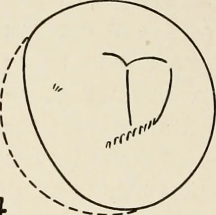 An illustration from A voyage in space; a course of six lectures "adapted to a juvenile auditory" delivered at the Royal Institution at Xmas 1913, 1915, leaf 165
