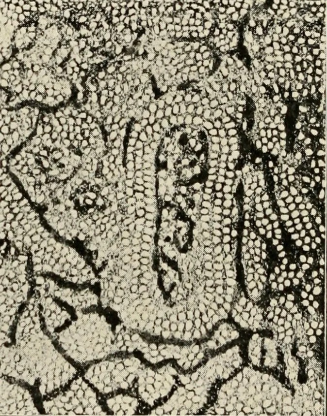 An illustration from A voyage in space; a course of six lectures "adapted to a juvenile auditory" delivered at the Royal Institution at Xmas 1913, 1915, leaf 233