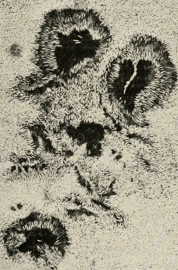 An illustration from A voyage in space; a course of six lectures "adapted to a juvenile auditory" delivered at the Royal Institution at Xmas 1913, 1915, leaf 234
