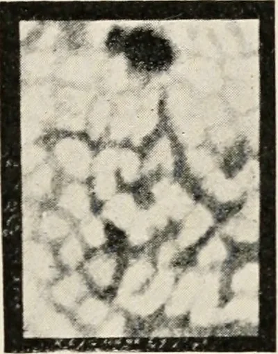 An illustration from A voyage in space; a course of six lectures "adapted to a juvenile auditory" delivered at the Royal Institution at Xmas 1913, 1915, leaf 236