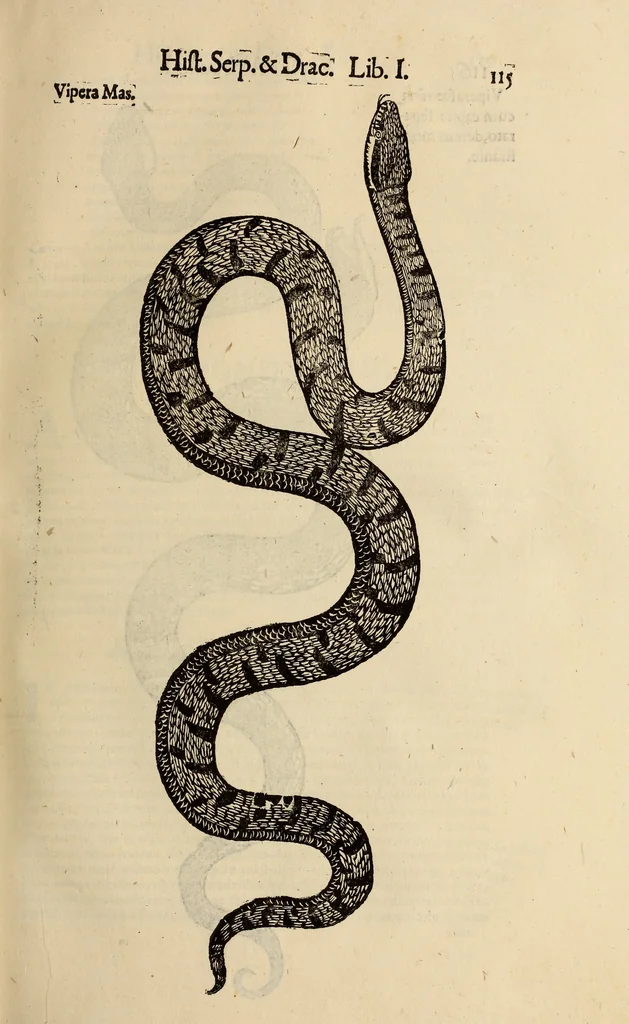An illustration from Vylssis Aldrovandi ... Serpentvm, et draconv historiae libri dvo : Bartholomaevs Ambrosinvs ... opus concinnauit ... : cum indice memorabilium, nec non uariar linguar locupletissimo, 1640, leaf 126