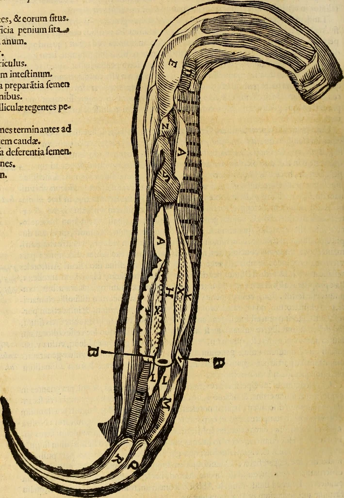 An illustration from Vylssis Aldrovandi ... Serpentvm, et draconv historiae libri dvo : Bartholomaevs Ambrosinvs ... opus concinnauit ... : cum indice memorabilium, nec non uariar linguar locupletissimo, 1640, leaf 131