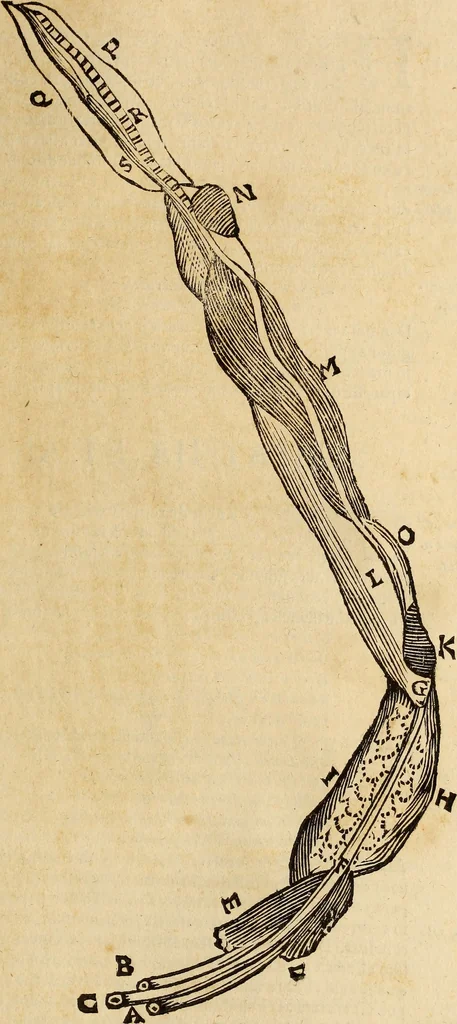 An illustration from Vylssis Aldrovandi ... Serpentvm, et draconv historiae libri dvo : Bartholomaevs Ambrosinvs ... opus concinnauit ... : cum indice memorabilium, nec non uariar linguar locupletissimo, 1640, leaf 132