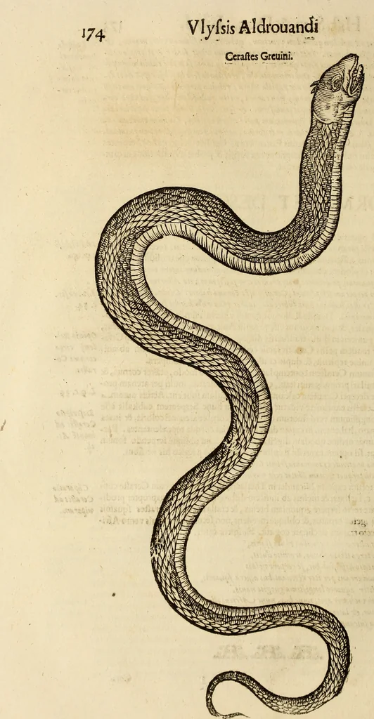 An illustration from Vylssis Aldrovandi ... Serpentvm, et draconv historiae libri dvo : Bartholomaevs Ambrosinvs ... opus concinnauit ... : cum indice memorabilium, nec non uariar linguar locupletissimo, 1640, leaf 185