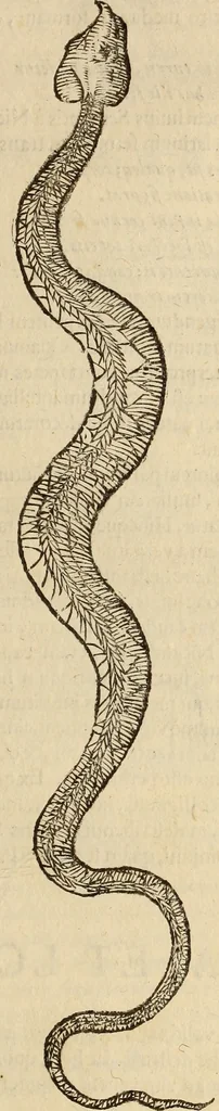 An illustration from Vylssis Aldrovandi ... Serpentvm, et draconv historiae libri dvo : Bartholomaevs Ambrosinvs ... opus concinnauit ... : cum indice memorabilium, nec non uariar linguar locupletissimo, 1640, leaf 200