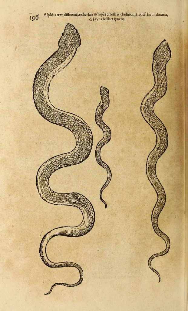 An illustration from Vylssis Aldrovandi ... Serpentvm, et draconv historiae libri dvo : Bartholomaevs Ambrosinvs ... opus concinnauit ... : cum indice memorabilium, nec non uariar linguar locupletissimo, 1640, leaf 207