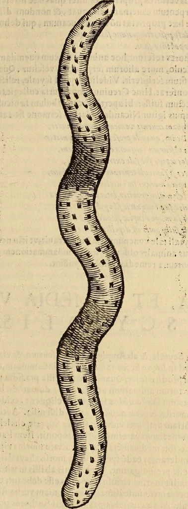 An illustration from Vylssis Aldrovandi ... Serpentvm, et draconv historiae libri dvo : Bartholomaevs Ambrosinvs ... opus concinnauit ... : cum indice memorabilium, nec non uariar linguar locupletissimo, 1640, leaf 244