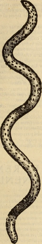 An illustration from Vylssis Aldrovandi ... Serpentvm, et draconv historiae libri dvo : Bartholomaevs Ambrosinvs ... opus concinnauit ... : cum indice memorabilium, nec non uariar linguar locupletissimo, 1640, leaf 250