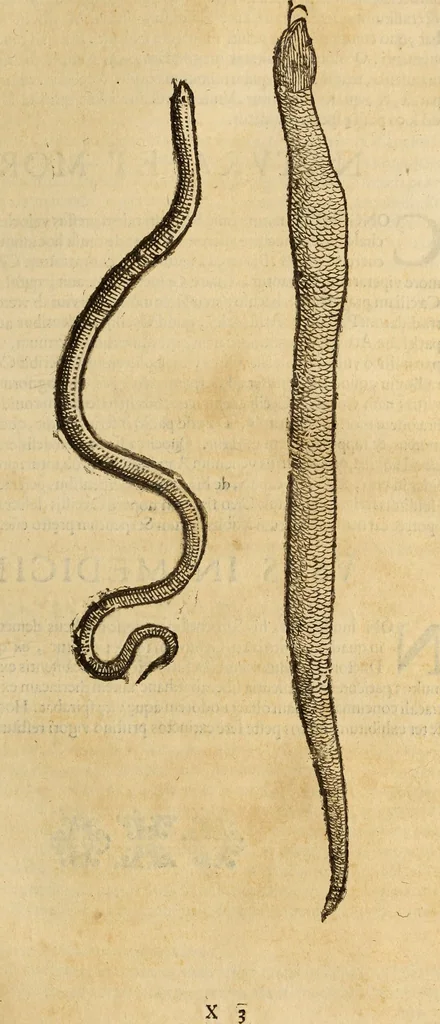 An illustration from Vylssis Aldrovandi ... Serpentvm, et draconv historiae libri dvo : Bartholomaevs Ambrosinvs ... opus concinnauit ... : cum indice memorabilium, nec non uariar linguar locupletissimo, 1640, leaf 256