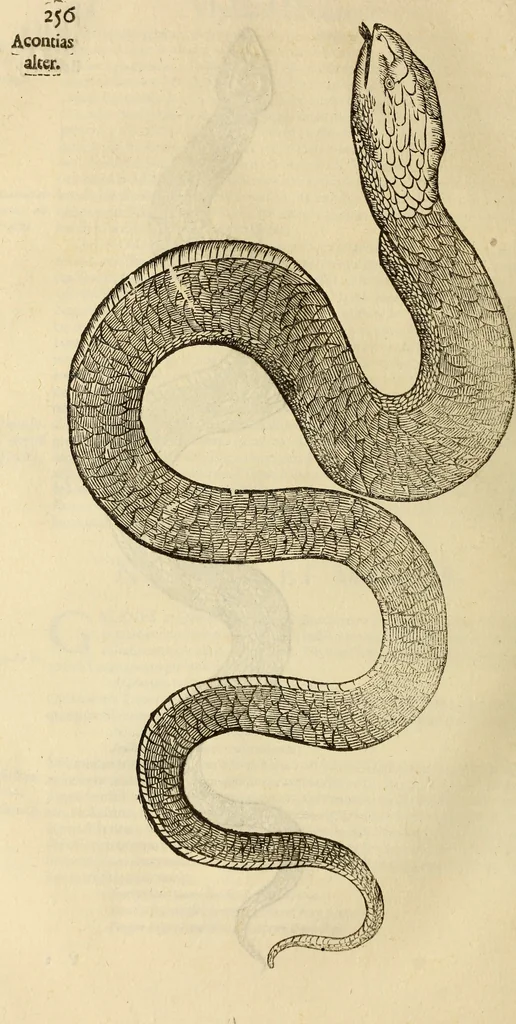 An illustration from Vylssis Aldrovandi ... Serpentvm, et draconv historiae libri dvo : Bartholomaevs Ambrosinvs ... opus concinnauit ... : cum indice memorabilium, nec non uariar linguar locupletissimo, 1640, leaf 267