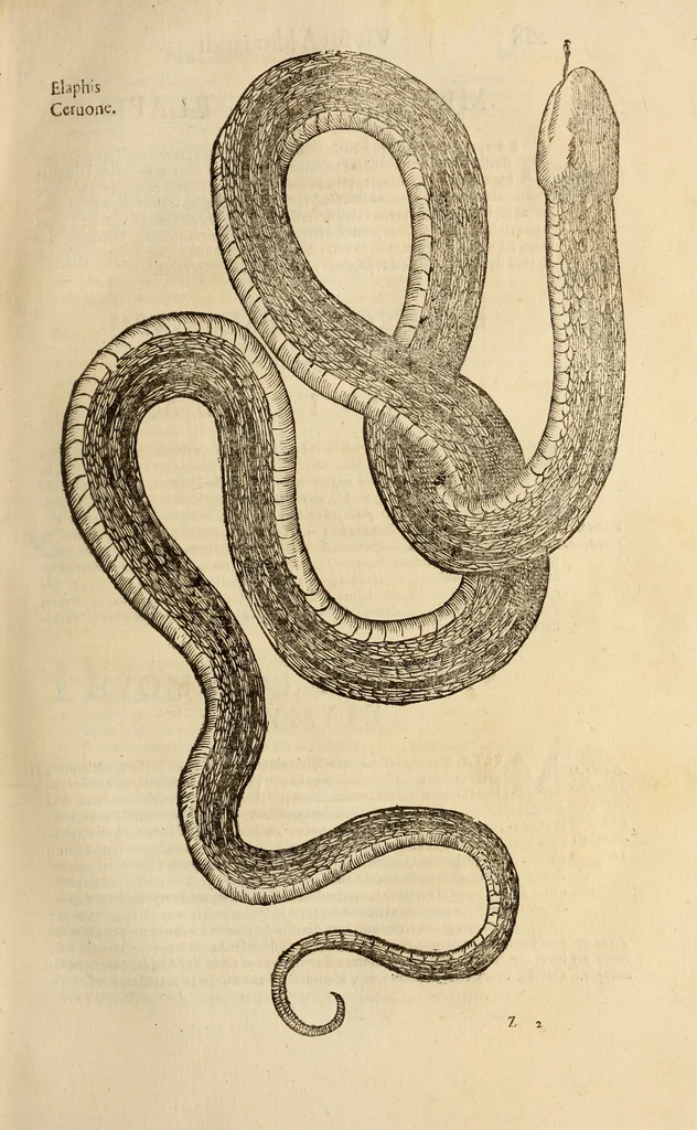 An illustration from Vylssis Aldrovandi ... Serpentvm, et draconv historiae libri dvo : Bartholomaevs Ambrosinvs ... opus concinnauit ... : cum indice memorabilium, nec non uariar linguar locupletissimo, 1640, leaf 278