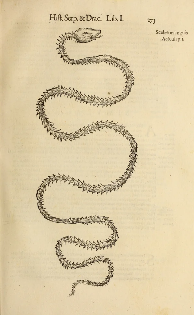 An illustration from Vylssis Aldrovandi ... Serpentvm, et draconv historiae libri dvo : Bartholomaevs Ambrosinvs ... opus concinnauit ... : cum indice memorabilium, nec non uariar linguar locupletissimo, 1640, leaf 284