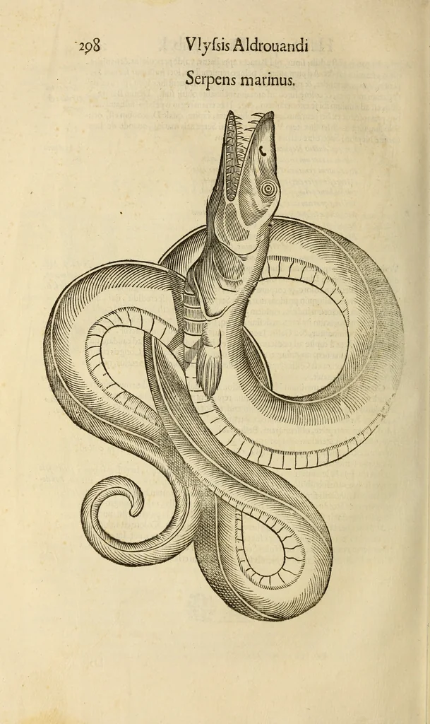 An illustration from Vylssis Aldrovandi ... Serpentvm, et draconv historiae libri dvo : Bartholomaevs Ambrosinvs ... opus concinnauit ... : cum indice memorabilium, nec non uariar linguar locupletissimo, 1640, leaf 309