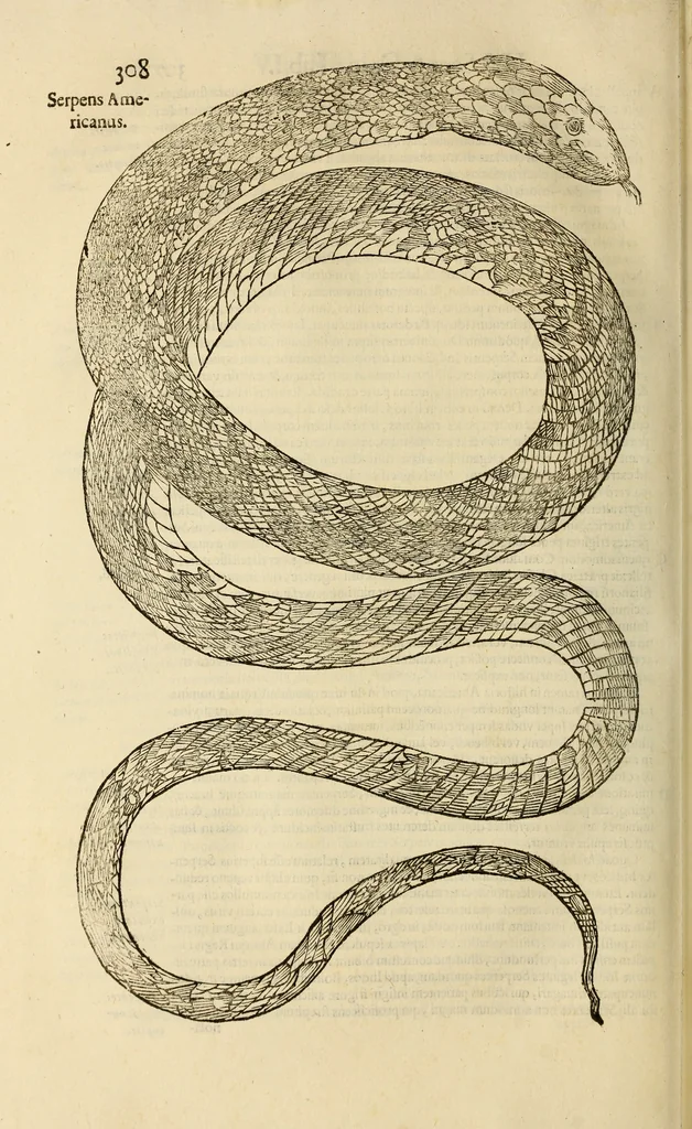 An illustration from Vylssis Aldrovandi ... Serpentvm, et draconv historiae libri dvo : Bartholomaevs Ambrosinvs ... opus concinnauit ... : cum indice memorabilium, nec non uariar linguar locupletissimo, 1640, leaf 319